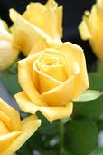 yellow rose