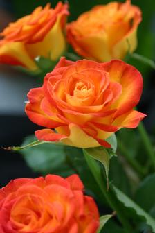 Orange and yellow rose