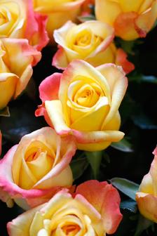 two tone yellow and pink rose