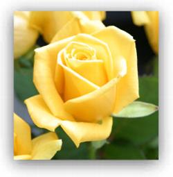 Yellow rose