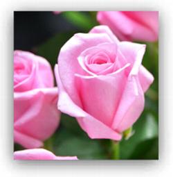 Pink rose