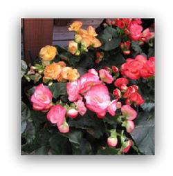 Rieger Begonia Blooming Plant