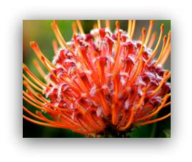 Pincushion Protea