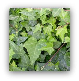 English Ivy