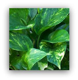 golden pothos plant