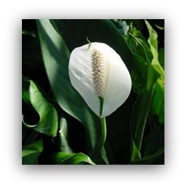 Peace Lily Plant