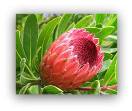 Buy Protea in Minnesota