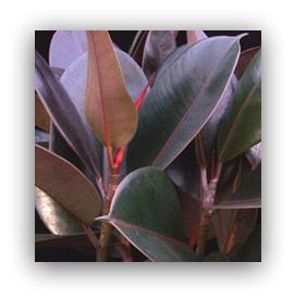 Rubber Plant