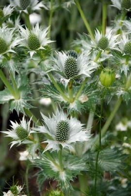 sea holly