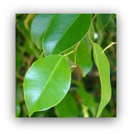 Weeping Fig Tree