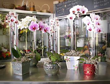 Orchid Plants How To