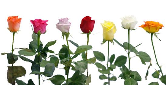 valentine rose color options