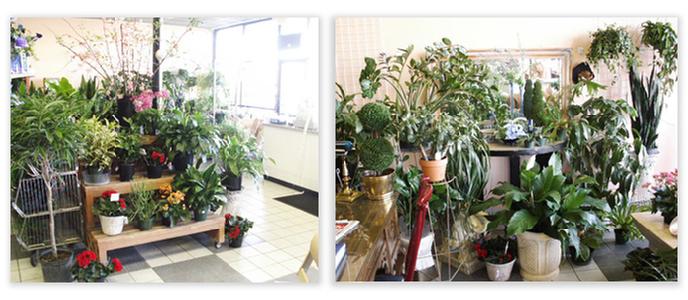 Green Houseplants